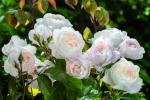 Englische Rose Desdemona